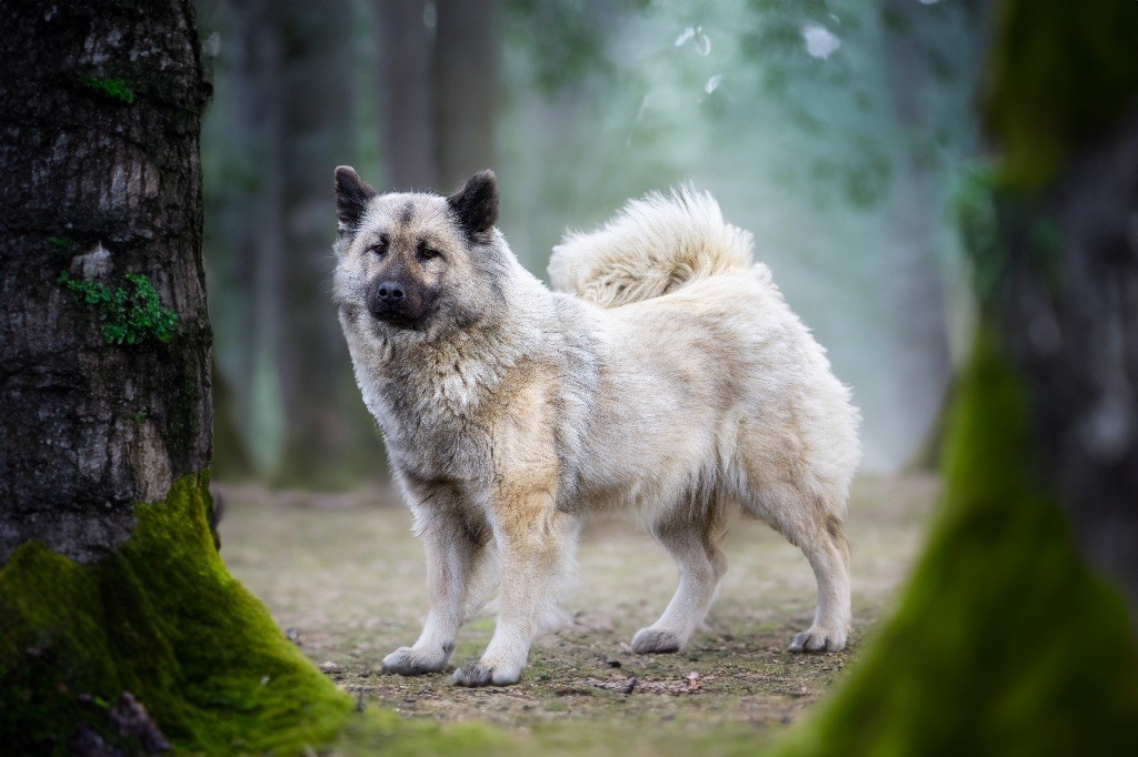 Les Eurasier de l'affixe des Chenes et Merveille