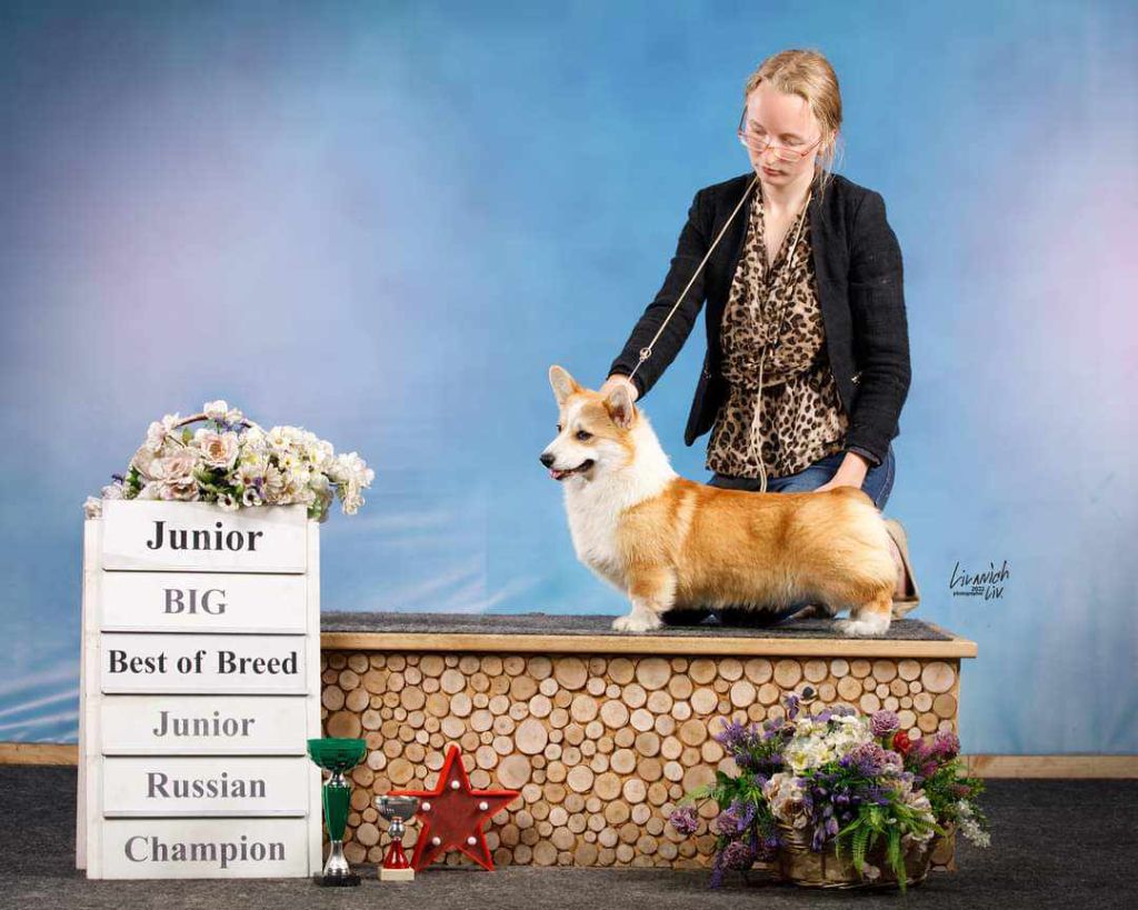 Les Welsh Corgi Pembroke de l'affixe des Chenes et Merveille