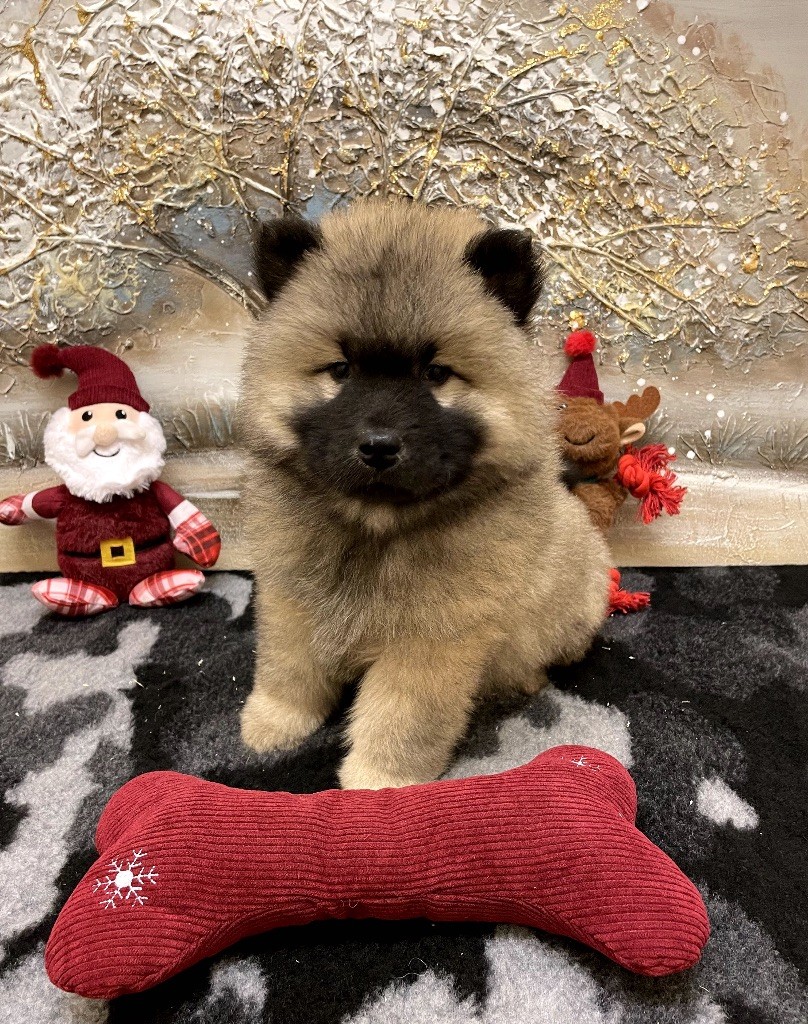 des Chenes et Merveille - Eurasier - Portée née le 09/12/2023